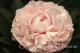 Paeonia `Solange` SOLD OUT-solange-5_5862383100-thumb