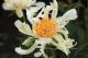 Paeonia `Spider Green` SPRING/ AUTUMN-spider-green-1_8556321562-thumb