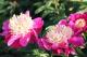 Paeonia `Spiffy` PAVASARIS-spiffy-1_1480267044-thumb