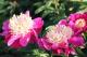 Paeonia `Spiffy` SOLD OUT-spiffy-1_6328755244-thumb