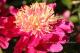 Paeonia `Spiffy` SOLD OUT-spiffy-3_3683945368-thumb