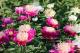 Paeonia `Spiffy` PAVASARIS-spiffy-3_6600465226-thumb