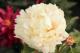 Paeonia `The Admiral` SOLD OUT-the-admiral-21-thumb