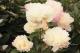 Paeonia `The Admiral` SOLD OUT-the-admiral-41-thumb