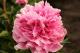 Paeonia `The Fawn`-the-fawn-5-thumb