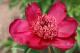 Paeonia `Trafford W. Bigger` SOLD OUT-trafford-w-bigger-5-thumb