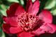 Paeonia `Trafford W. Bigger` SOLD OUT-trafford-w-bigger-91-thumb