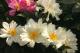 Paeonia `Vanilla Twist`SOLD OUT-vanilla-twist-1_3738141197-thumb