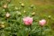 Paeonia `Vasaras Atspulgs`-vasaras-atspulgs-2_6590553677-thumb