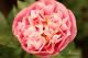 Paeonia `Vasaras Atspulgs` SOLD OUT-vasaras-atspulgs-40-thumb