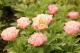 Paeonia `Vasaras Atspulgs`-vasaras-atspulgs_9130990314-thumb