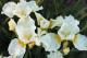 Iris sibirica `Viel Creme`-viel-creme-thumb