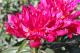 Paeonia `Walhall`-wakhall-4-thumb