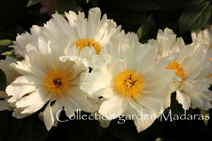 Paeonia `Vanilla Twist` SOLD OUT