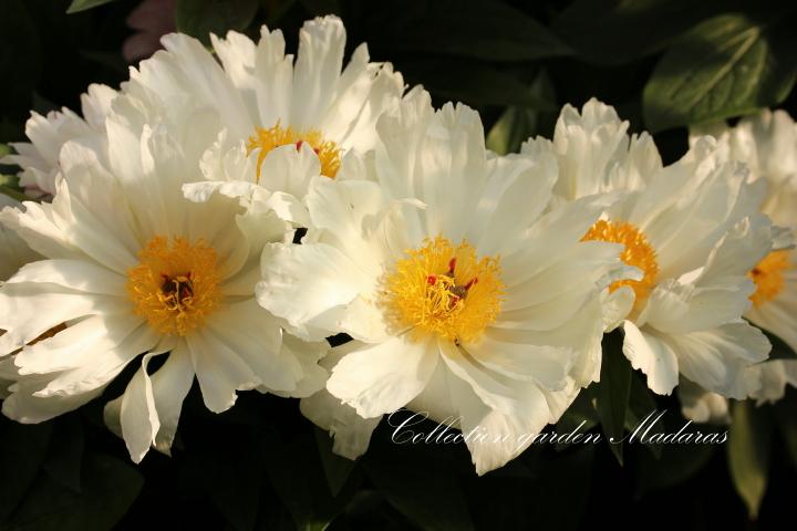 Paeonia `Vanilla Twist`