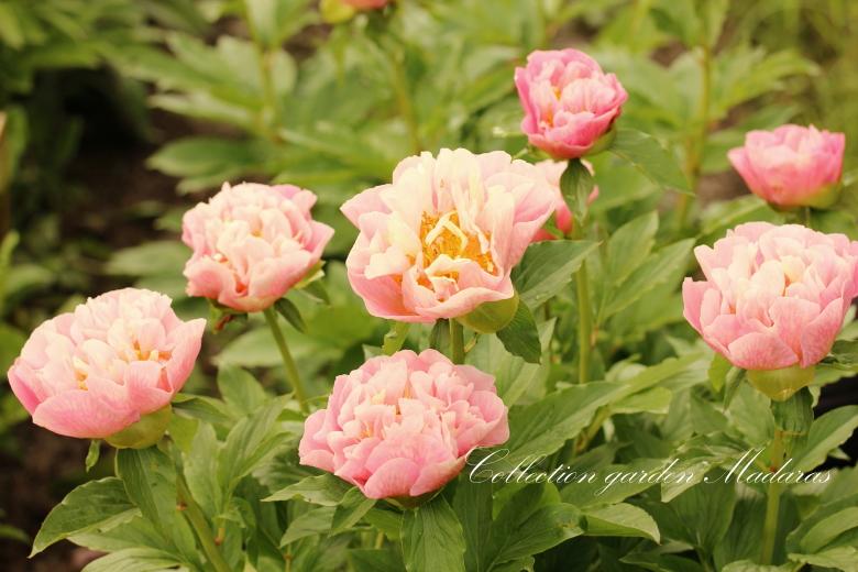 Paeonia `Vasaras Atspulgs`