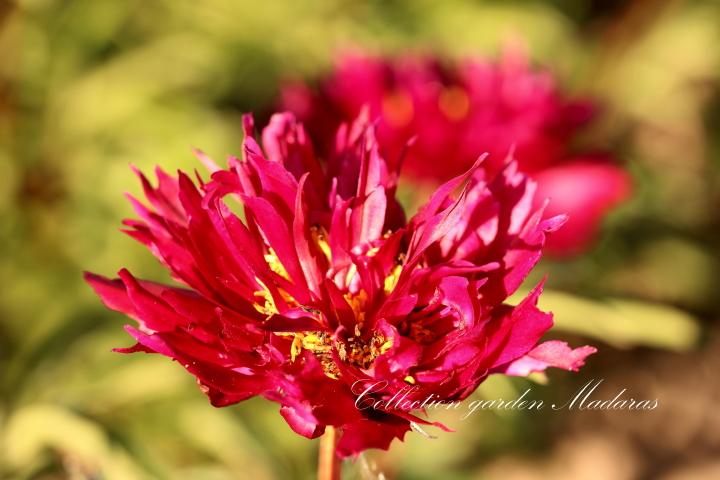 Paeonia `Vēja Fraka` SOLD OUT