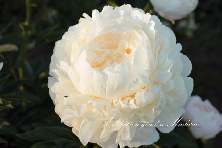 Paeonia `Victorian Blush` SOLD OUT