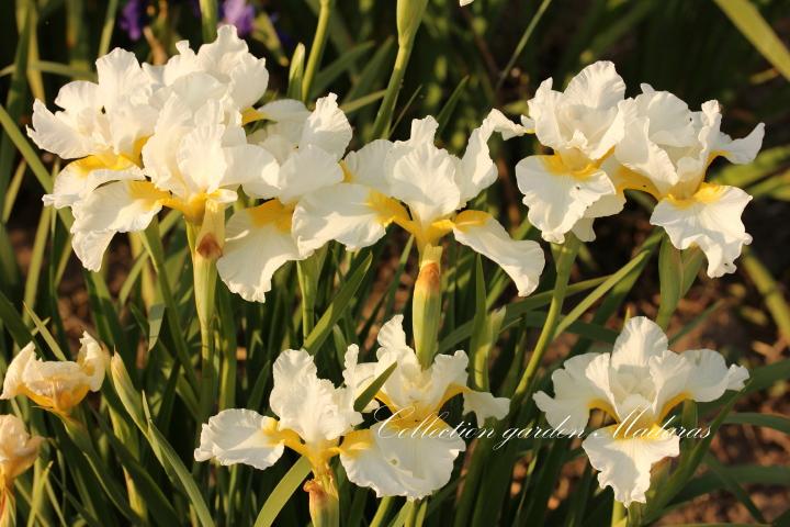 Iris sibirica `Viel Creme`