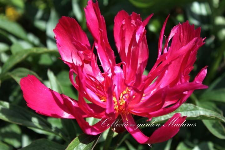 Paeonia `Walhall`