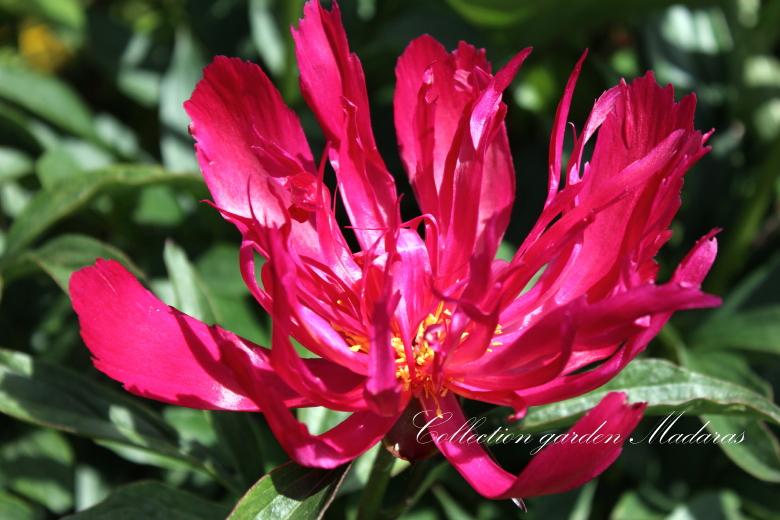 Paeonia `Walhall` SOLD OUT