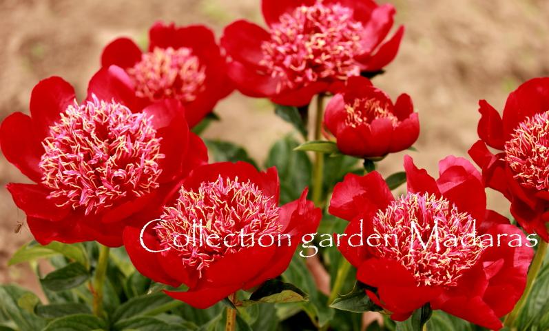 Paeonia `Walter Mains` SOLD OUT