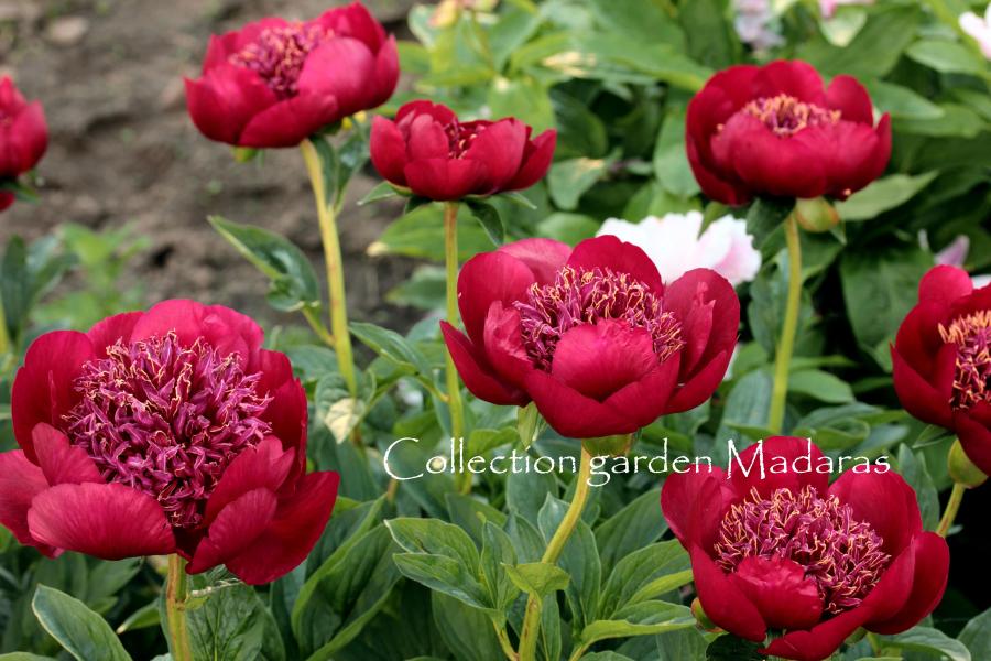 Paeonia `Walter Mains` SPRING