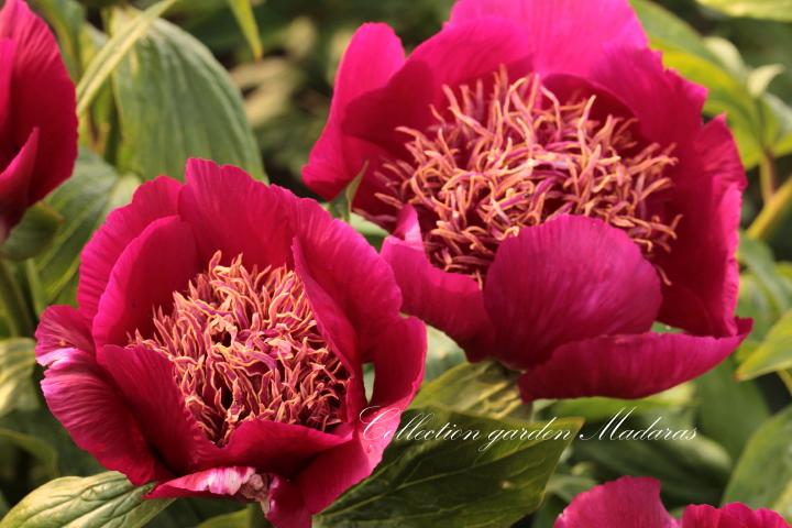 Paeonia `Wine Angel` PAVASARIS