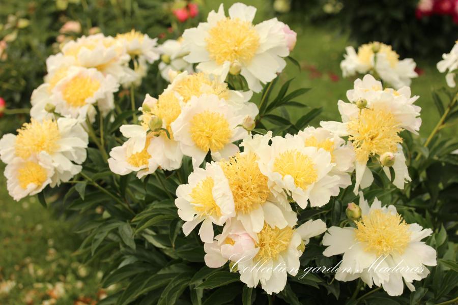 Paeonia `Woglinde` SPRING