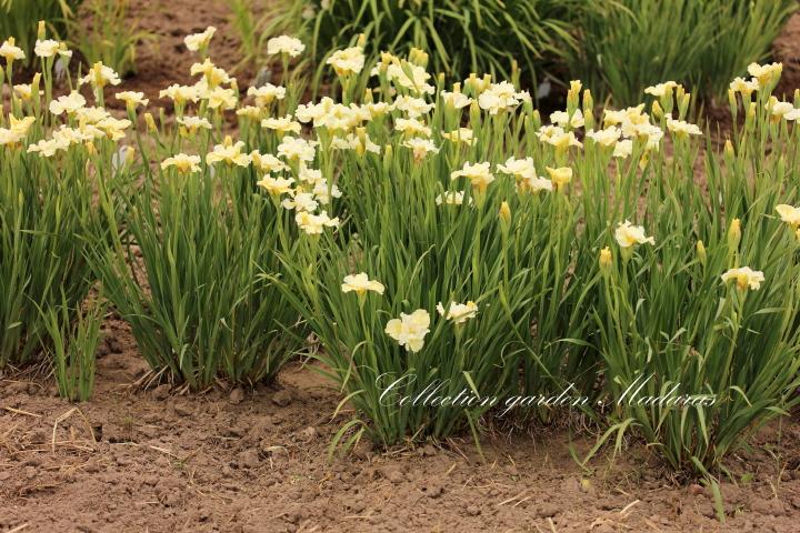 Iris sibirica `Yellowtail`