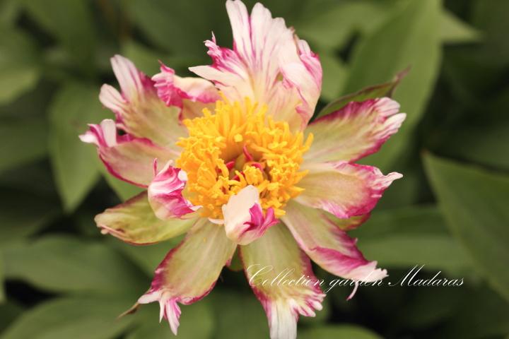 Paeonia `Zaļās Notis` SOLD OUT