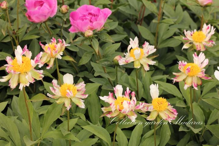 Paeonia `Zaļās Notis `SOLD OUT