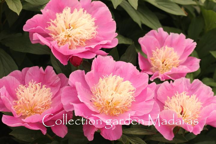 Paeonia `Zelta Adata` SOLD OUT