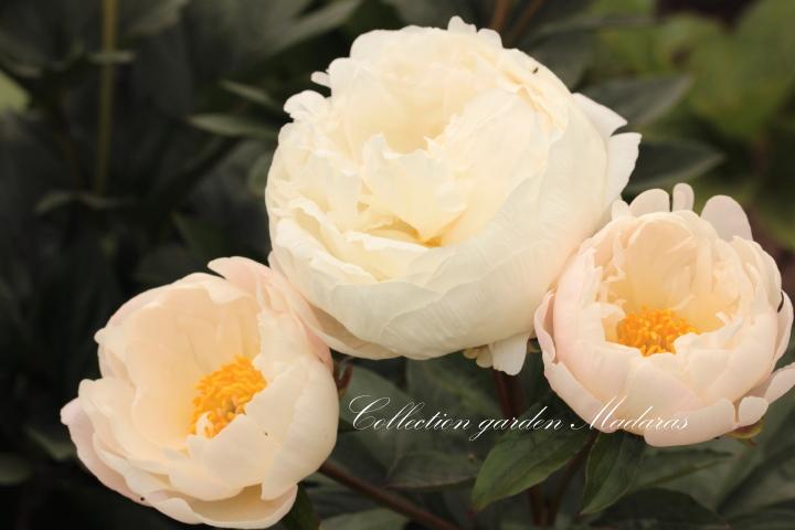 Paeonia `Ziemas Saule` SOLD OUT